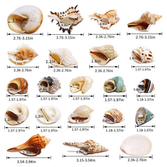 WeDoSoy coquilles naturelles polies – surface lisse pour sécurité des crabes.