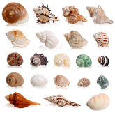WeDoSoy 21 coquilles crabe ermite – assortiment adapté à toutes tailles.