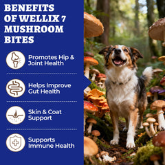Wellix ingrédients naturels sans additifs pour chiens.