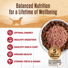 Bol servi avec Wellness 95% Bœuf pour repas humide appétissant