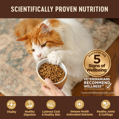 Wellness Core Chat Adulte croquettes à texture croquante favorisant digestion