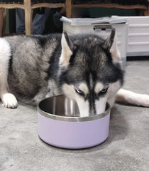 Bol Wenbokmin chien à fond plat anti-renversement, idéal pour les repas.