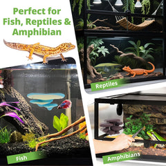Westant décor champignons terrarium; zones escalade sûres pour reptiles.