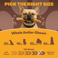 WhiteTail Naturals corne de cerf grande taille pour chien.