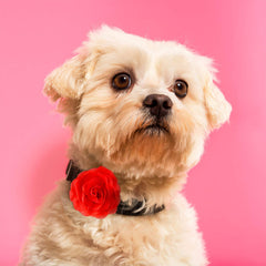 Willbond collier chien fleurs rose clair, idéal pour les photos et fêtes.
