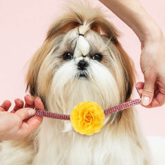 Willbond fleurs collier chien 8 cm – attache facile avec élastique.