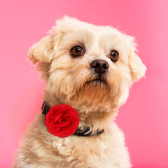 WillBond fleurs collier chien jaune fluo, visibilité accrue lors des sorties.