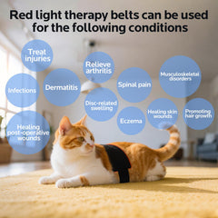 Wind in Hand thérapie lumineuse rouge pour animaux, zones dorsales et tensions ciblées