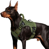Wingoin harnais tactique pour chien grande taille avec extérieur en nylon 1000D, démontrant durabilité.
