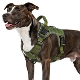 Harnais Wingoin tactique pour chien moyen, vue frontale, confort et sécurité lors des balades.