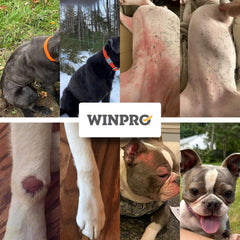WINPRO Allergy Chews – Ingrédients plasma et naturels pour la peau.