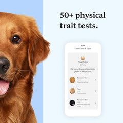 Wisdom Panel Essential : informations santé génétique pour anticiper les besoins du chien.