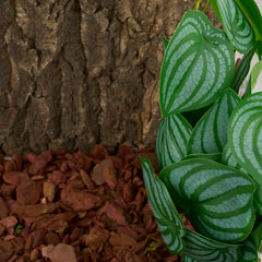 WOLEDOE plante artificielle décor terrarium pour reptiles et amphibiens.