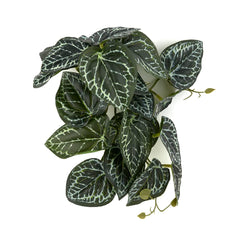 WOLEDOE plante suspendue Anthurium Crystallinum pour terrarium, décor naturel et sûr.