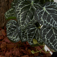 WOLEDOE décor végétal pour terrarium, offre refuge visuel pour reptiles.