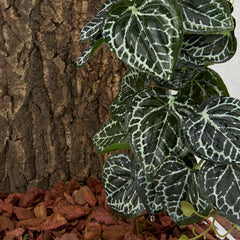 WOLEDOE plante suspendue Anthurium Crystallinum, motif réaliste, facile à installer.