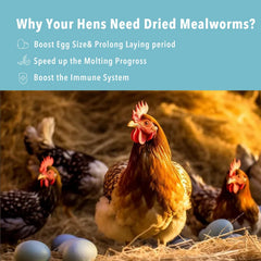 WormsFarm mealworms séchés pour canards — friandise savoureuse et facile à donner.