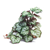 Woyrise Saxifrage plante artificielle pour terrarium offre decor réaliste et cachette naturelle