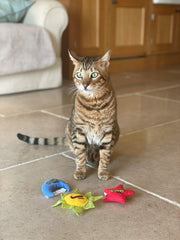YEOWWW Star - jouet catnip crinkle favorisant le jeu et l'agilité.