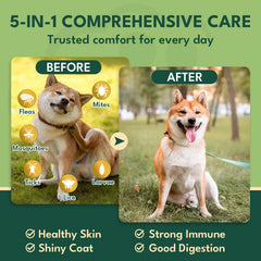 YOTANGO Chien — ingrédients naturels pour une alimentation simple.