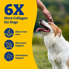 YoYoBay collagène chien soutien articulation et mobilité