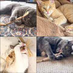Chat mâchant le bâtonnet Silvervine Yuntop pour activité et détente.