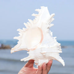 YZHZOM coquille naturelle décor aquarium idéale pour un décor maritime.