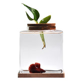 Zaborik Betta: tank de bureau couvercle bois vue poisson claire