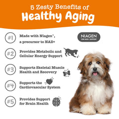 Soutien musculaire chien, poudre NAD+ pour récupération après effort