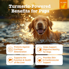 Zesty Paws Turmeric Curcumin Bites – etiquette claire et complète.
