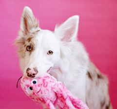 ZippyPaws Gelee Flasque Jeu Interactif: jouet attractif qui capte l'attention.