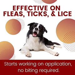 ZoGuard Plus – application sur le poil du chien, pose facile après promenade.