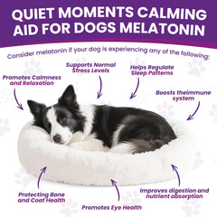 Gouttes de mélatonine ZZTRMY pour chien, dosage simple et apaisement