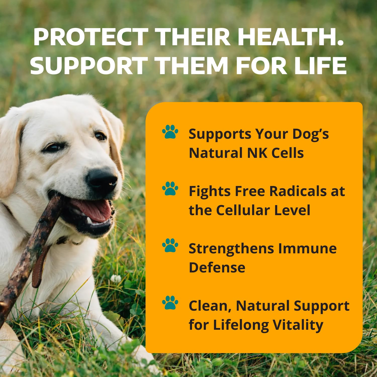 Soutien potentiel des reins et du foie chez le chien avec IP-6 1-TDC.