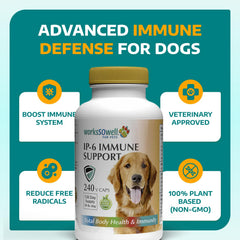 Soutien cardiovasculaire potentiel pour le chien avec IP-6 1-TDC.