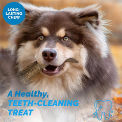 Bienfaits dentaires potentiels par la corne de chevre, mastication saine possible.