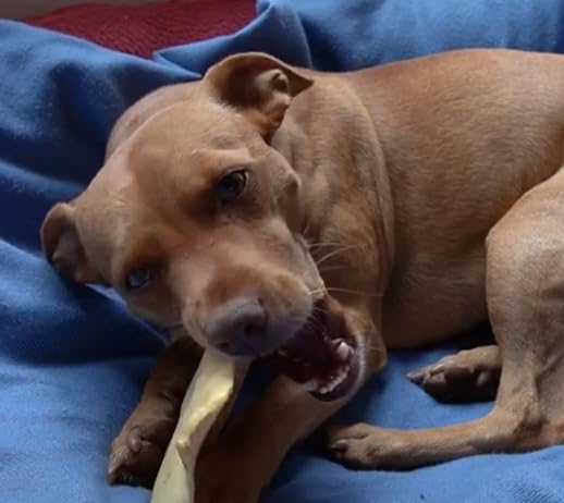123 Treats – chien heureux après mastication des chips peau de boeuf fumée.