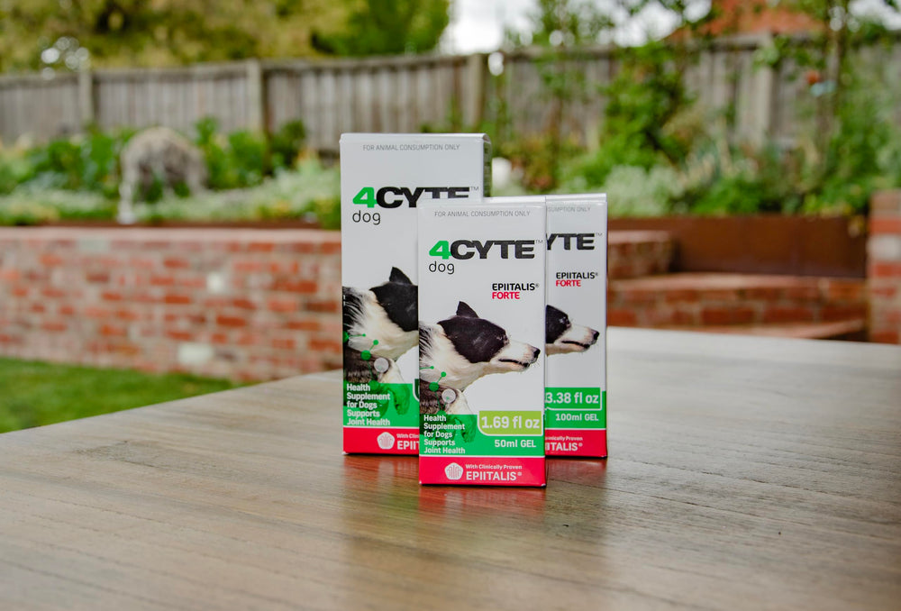 4CYTE Epiitalis Forte Gel – dosage quotidien facile pour chiens.