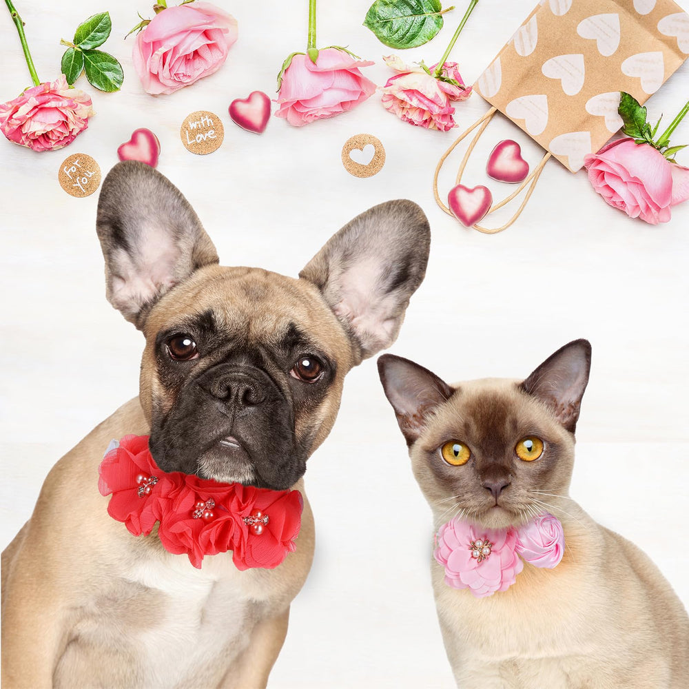 Abbylike collier chien confort-leger, mise en place rapide.