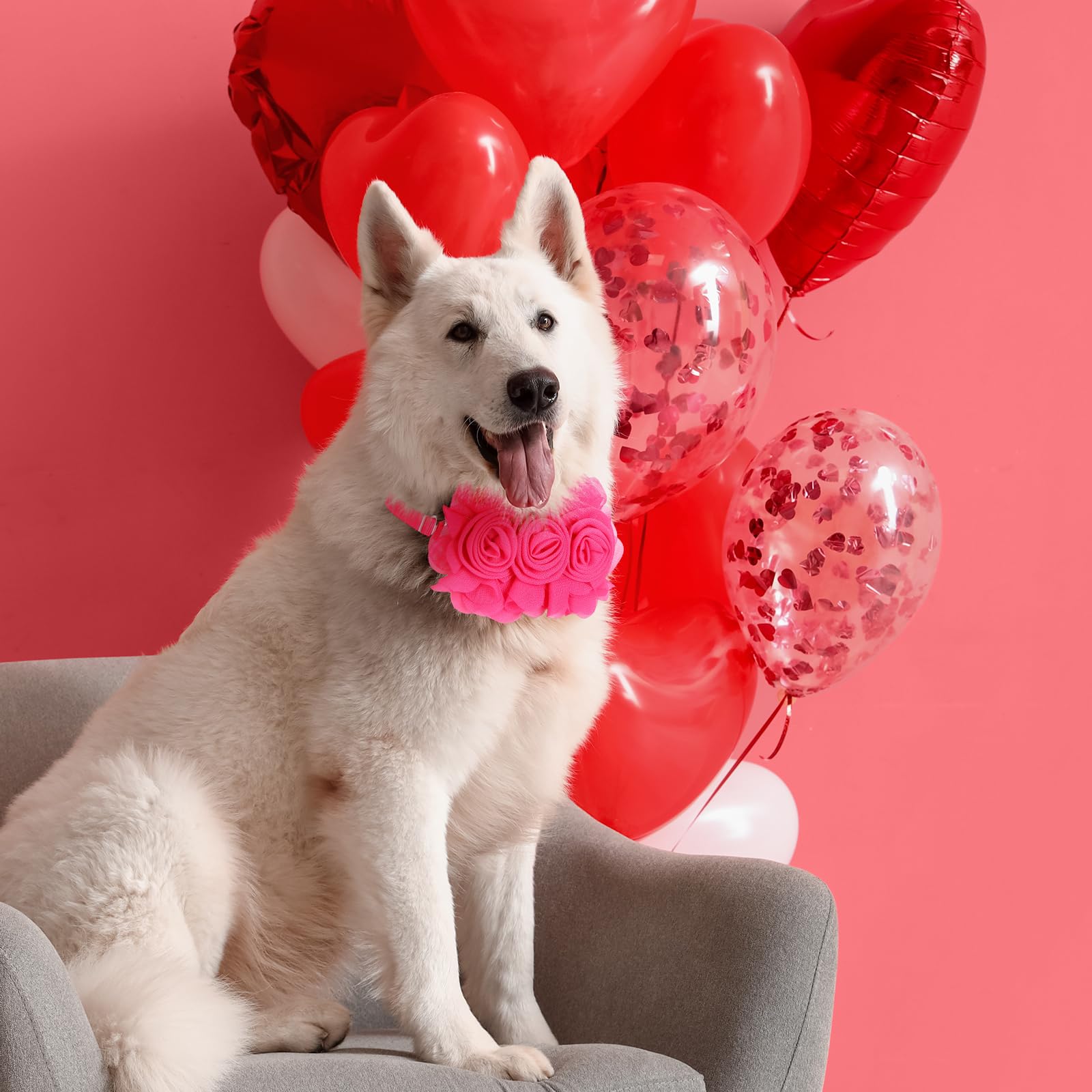 Abbylike collier chien taille-ajustable 28-39cm, s'adapte facilement.
