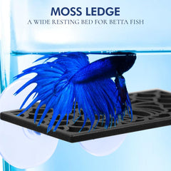 Mousse et rebord Abizoo : surface idéale pour éléments décoratifs.