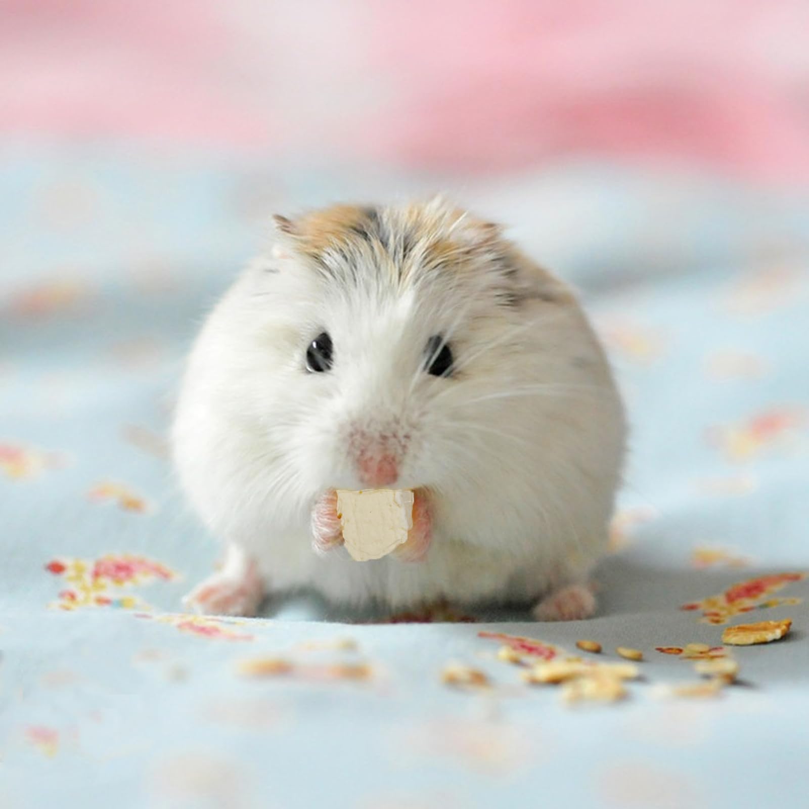 Abizoo bouchees-tofu-lyophilise-lapins: texture poreuse favorisant l enrichissement sensoriel et la motivation