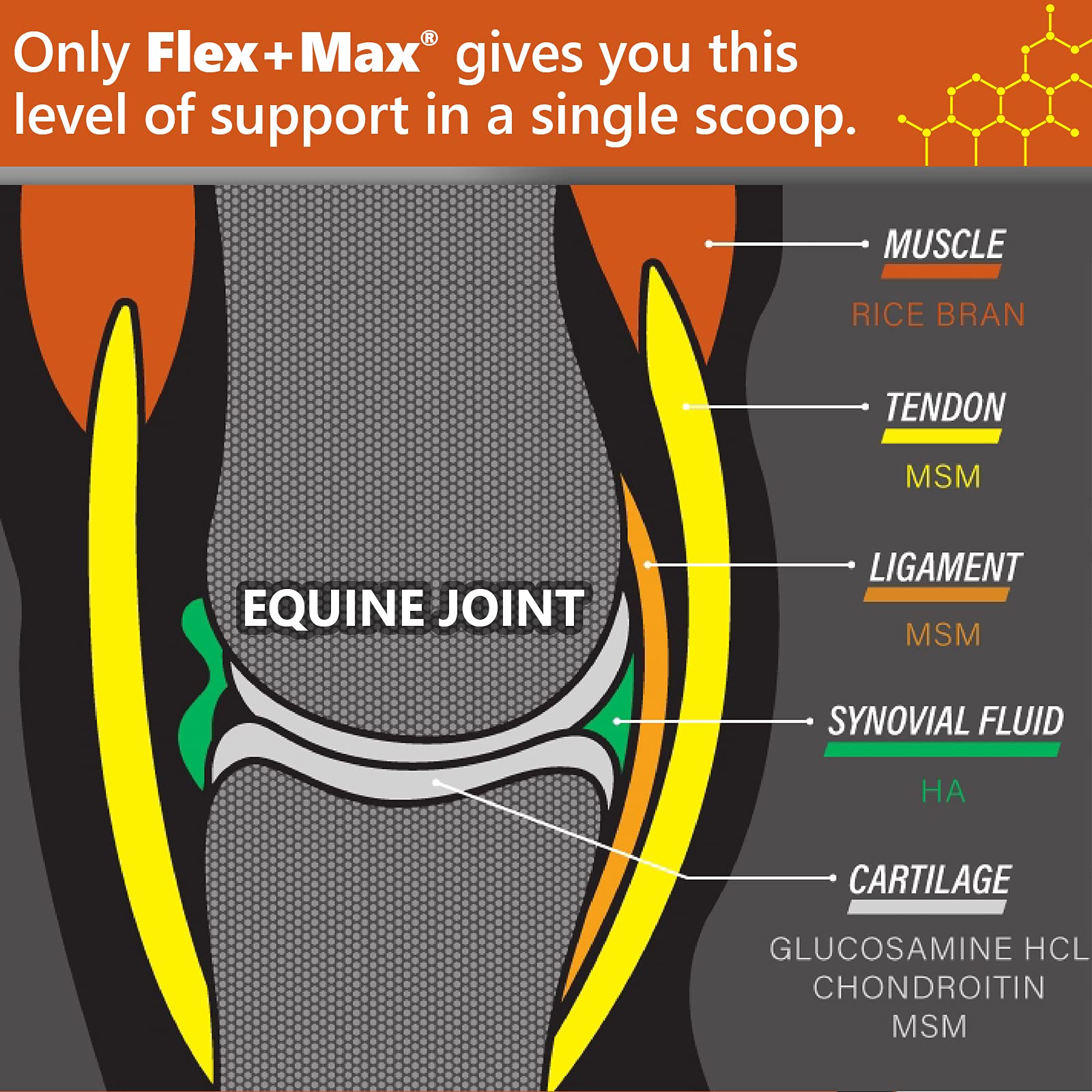 Absorbine Flex+Max granulés cheval, cuillère doseuse incluse, utilisation quotidienne potentielle.