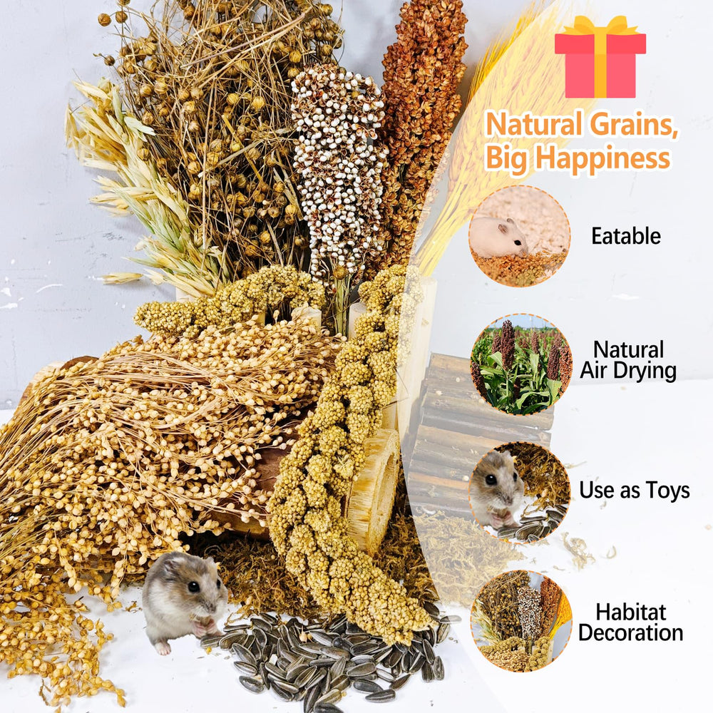 Acsist sorghum blanc – source naturelle à grignoter pendant le jeu