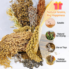 Acsist sorghum blanc – source naturelle à grignoter pendant le jeu