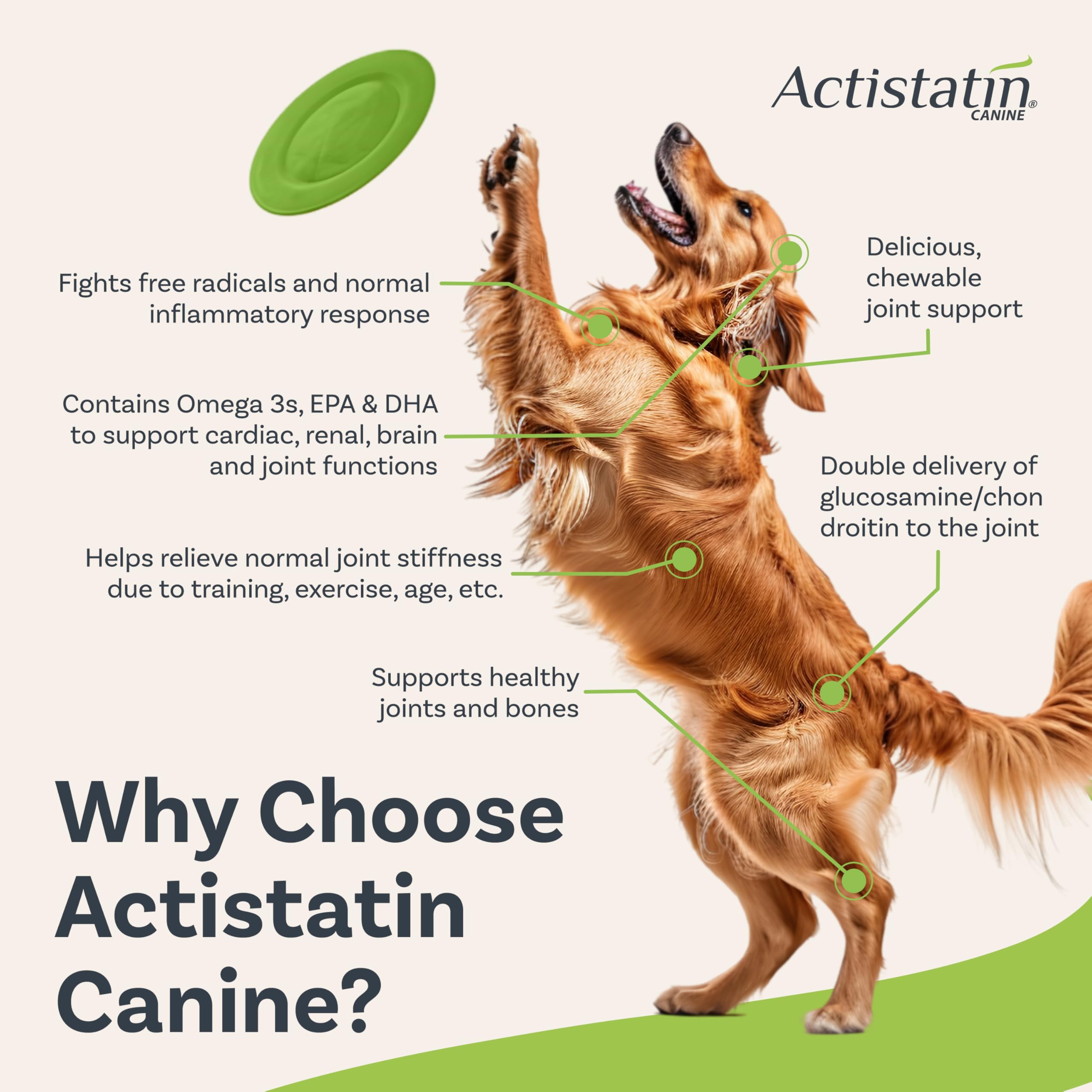 Actistatin Chien Gros - infographie glucosamine chondroitiine MSM.