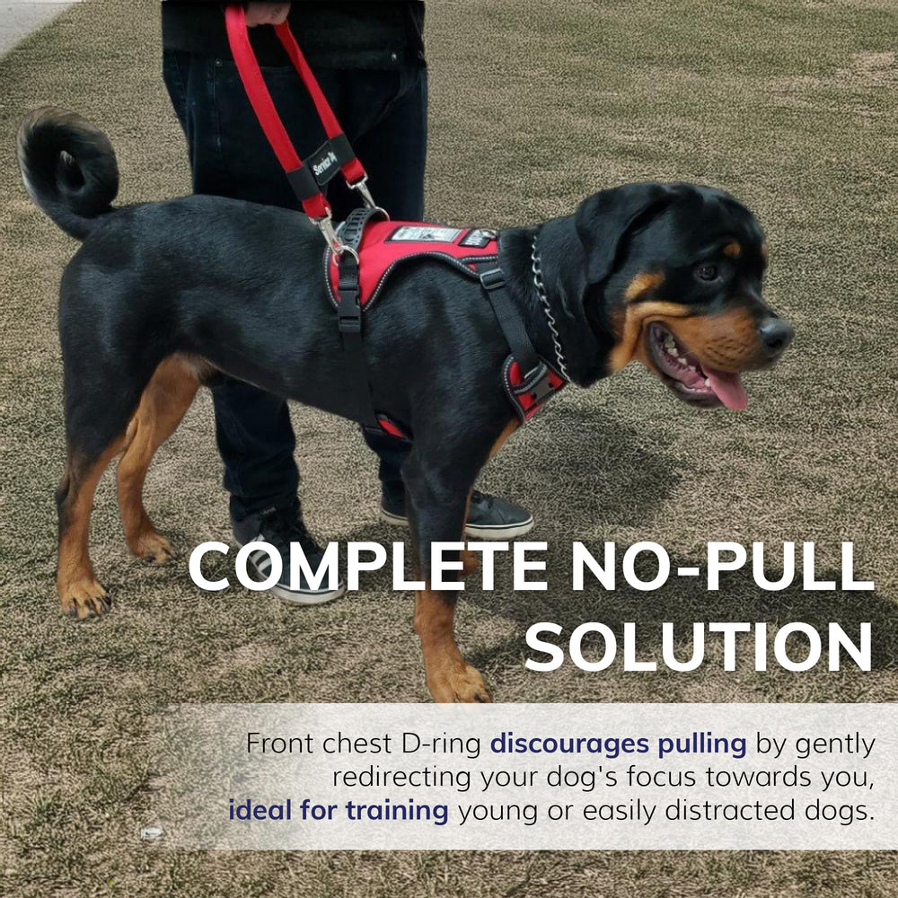 Harnais ActiveDogs avec deux anneaux en D pour fixer la laisse