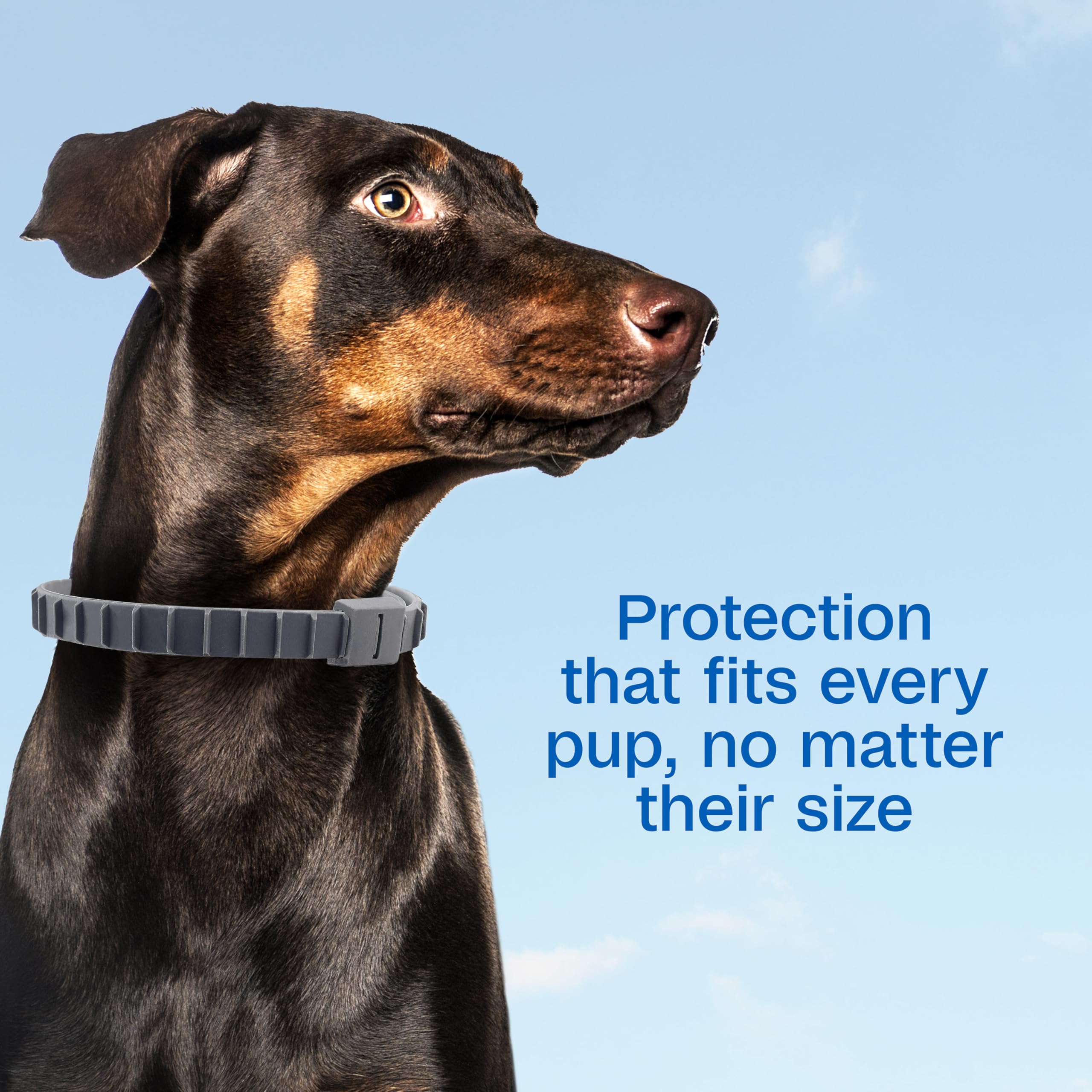 Collier ADAMS taille unique – convient à tous les chiens et chiots.