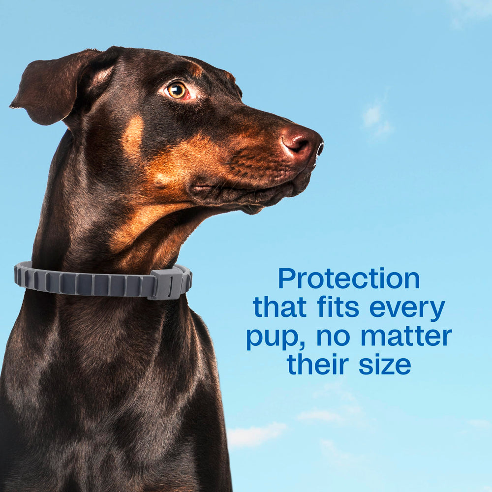 Collier ADAMS taille unique – convient à tous les chiens et chiots.