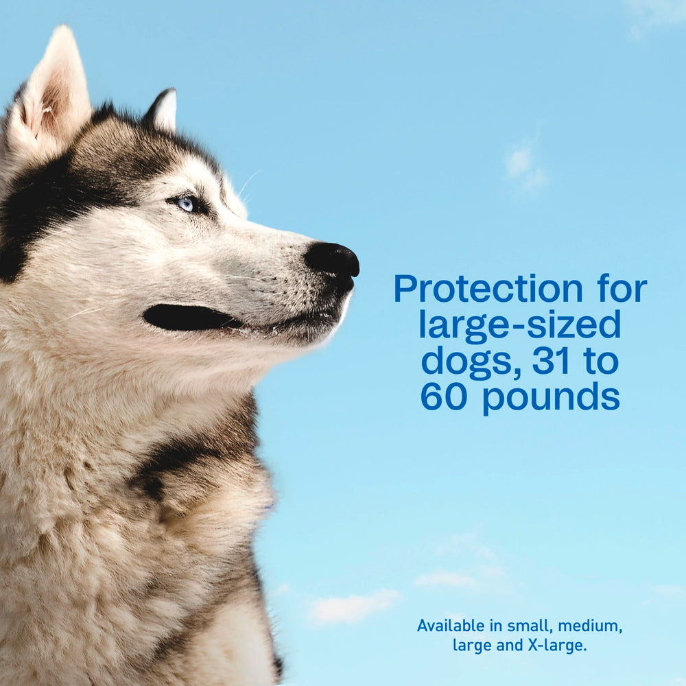 ADAMS Plus applicateur facile, se propage dans le pelage du chien.